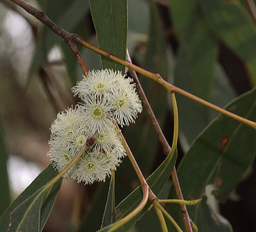 narrow-leaf peppermint gum from Monbulk VIC 3793, Australia on October ...