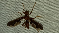 Pyrgota undata