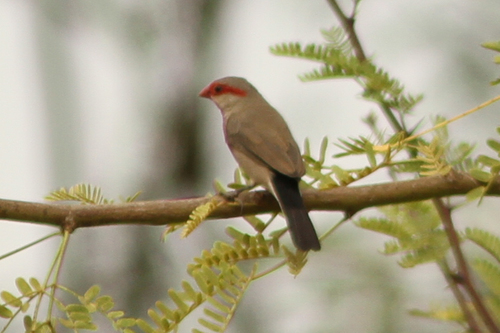 Estrilda troglodytes