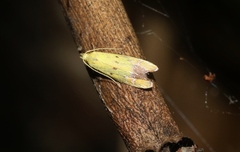 Gymnobathra flavidella