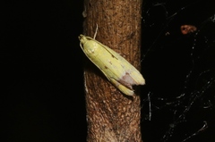 Gymnobathra flavidella