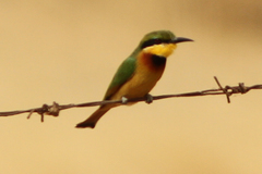 Merops pusillus pusillus