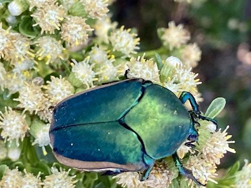 iNaturalist observation photo of Figeater Beetle