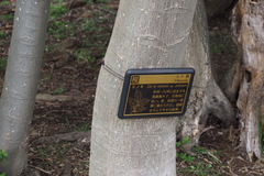 Celtis sinensis