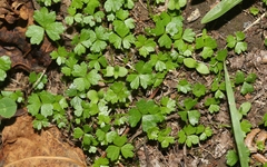 Hydrocotyle tripartita