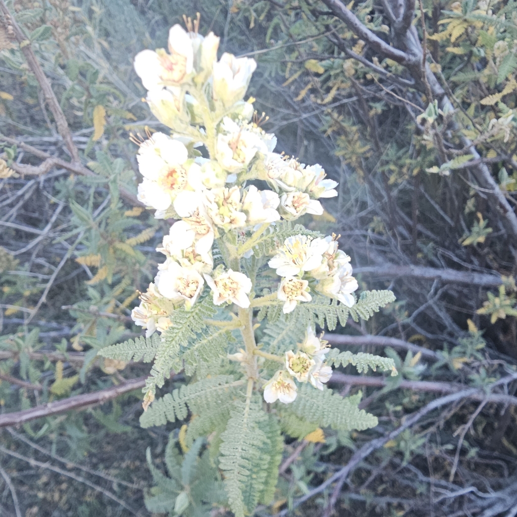 Chamaebatiaria millefolium, Durango, CO, USA