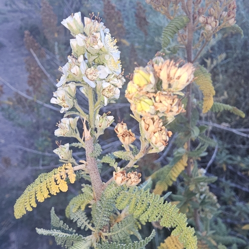 Chamaebatiaria millefolium