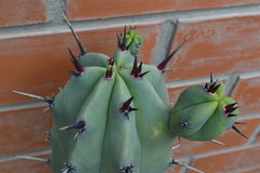 Myrtillocactus