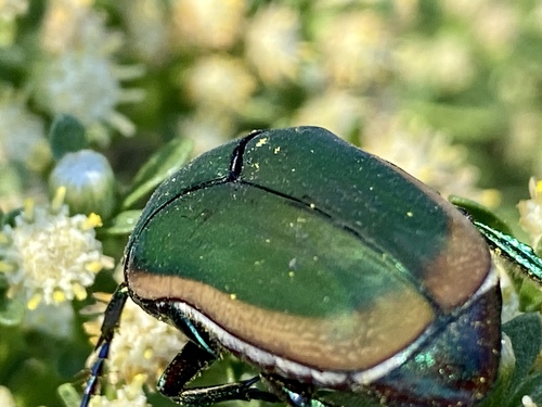 iNaturalist observation photo of Figeater Beetle