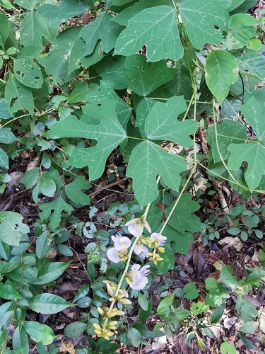 Pachyrhizus erosus