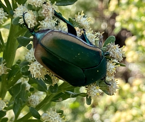 iNaturalist observation photo of Figeater Beetle