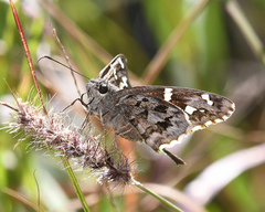 Thorybes dorantes calafia