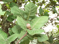 Quercus jonesii