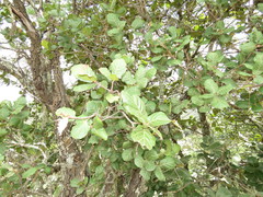 Quercus jonesii