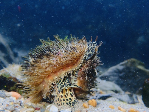 Giant Triton