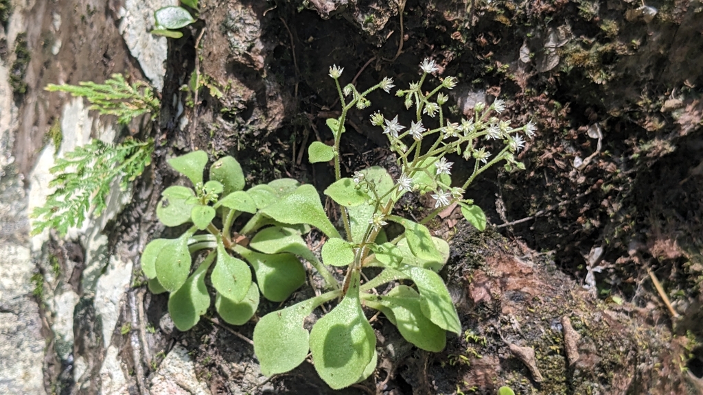 Sedum drymarioides