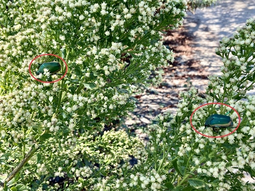iNaturalist observation photo of Figeater Beetle