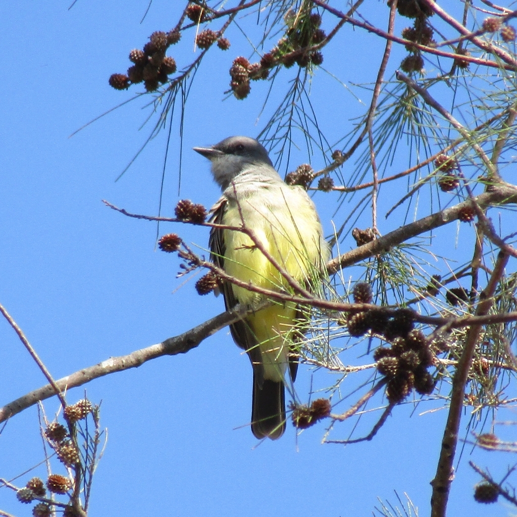Cassin's Kingbird from Bordo de la Joya, 38945 Yuriria, Gto., México on