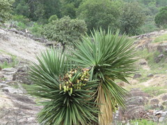 Yucca potosina
