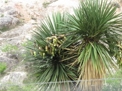 Yucca potosina