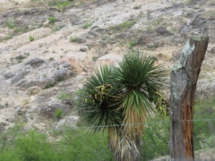 Yucca potosina