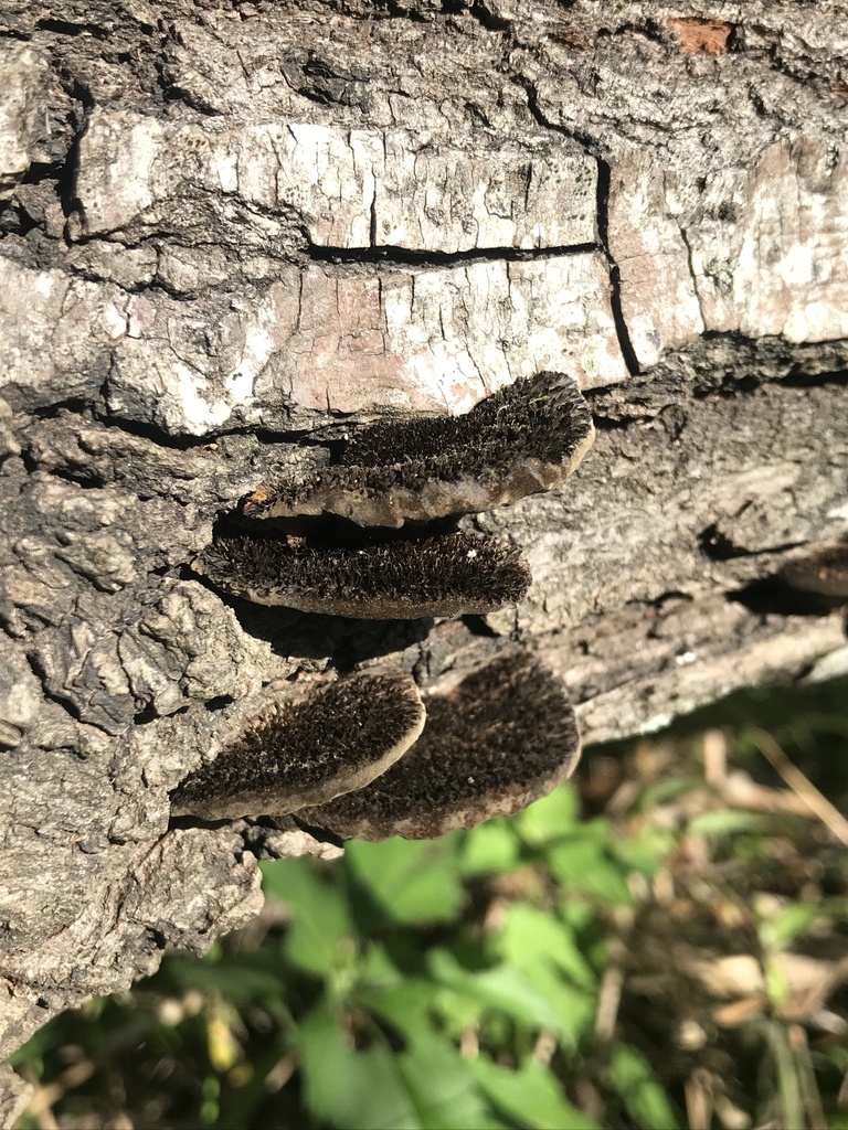 Hexagonia hydnoides · October 2023 · photo: © tutitah (iNaturalist, cc0)