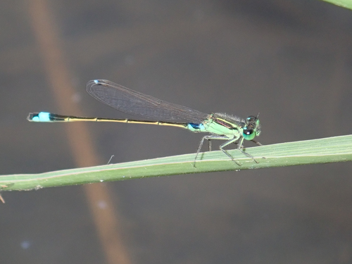 Common Bluetail