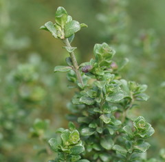 Prostanthera cuneata