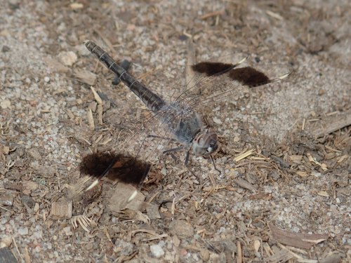 Northern Banded Groundling