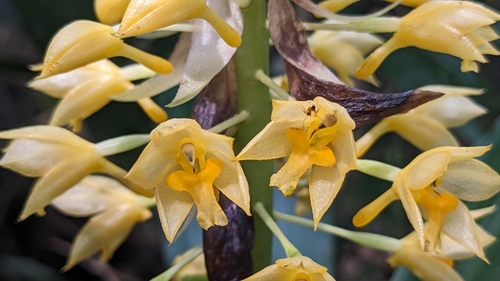 Image of Calanthe formosana by (c) Cheng-Te Hsu, some rights reserved (CC BY)