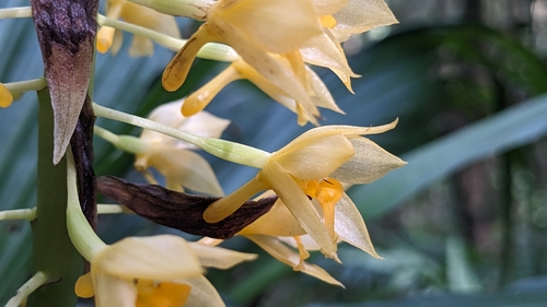 Image of Calanthe formosana by (c) Cheng-Te Hsu, some rights reserved (CC BY)