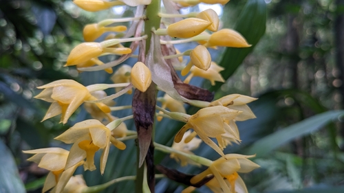 Image of Calanthe formosana by (c) Cheng-Te Hsu, some rights reserved (CC BY)