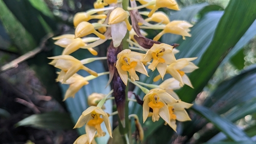 Image of Calanthe formosana by (c) Cheng-Te Hsu, some rights reserved (CC BY)