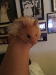 Mesocricetus auratus