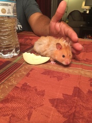 Mesocricetus auratus