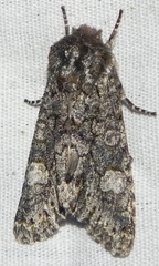 Copivaleria grotei