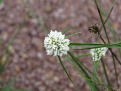 Cyperus seslerioides