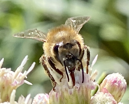 iNaturalist observation photo of Western Honey Bee