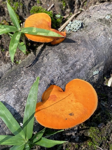 観察された菌類