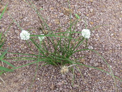 Cyperus seslerioides
