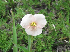 Commelina scabra