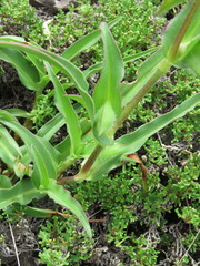 Commelina scabra
