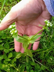 Valerianella radiata