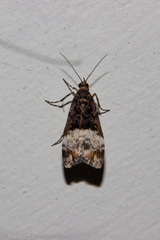 Scoparia minusculalis