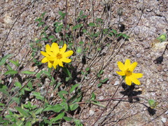Wedelia acapulcensis