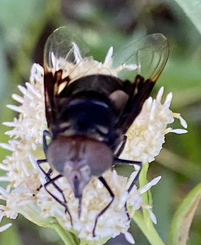 iNaturalist observation photo of Copestylum violaceum