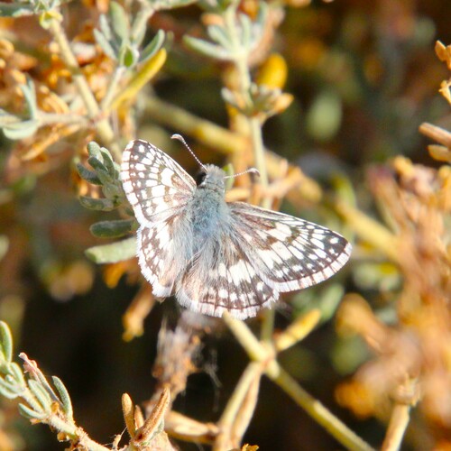 iNaturalist observation photo of White Checkered-Skipper