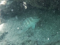 Epinephelus striatus
