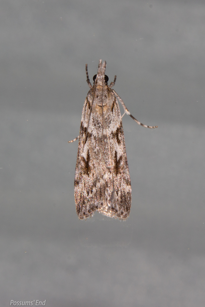 Scoparia halopis