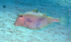 Humpback Turretfish photo 2